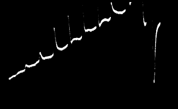 Fig.&nbsp;28. Abnormal Positive passing into Normal Negative in a Stale Specimen of Leaf-stalk of Cauliflower