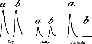 Fig.&nbsp;36.&mdash;After-effect of Cold on Ivy, Holly, and Eucharis Lily