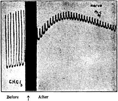 Fig.&nbsp;43.&mdash;Effect of Chloroform on Nerve Response (Waller)