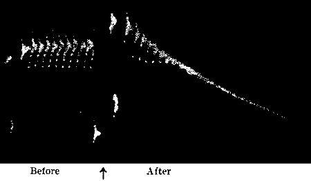 Fig.&nbsp;88.&mdash;Action of Poison in Abolishing Response in Nerve (Waller)