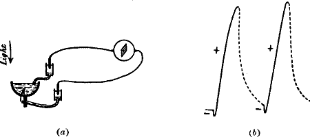 Fig.&nbsp;96.&mdash;Record of Responses To Light given by the Sensitive Cell