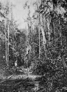 TROPICAL FOREST, TRINIDAD.
This has to be cleared before planting begins.