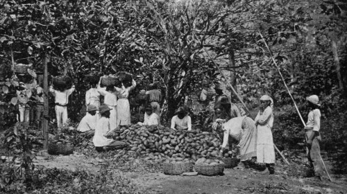 COLLECTING CACAO PODS INTO A HEAP PRIOR TO BREAKING.