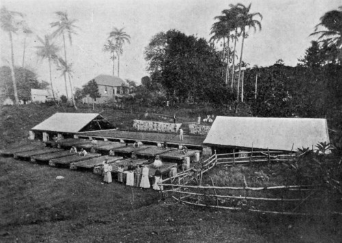 DRYING TRAYS, GRENADA.
The trays slide on rails. The corrugated iron roofs will slide over the whole to protect from rain.