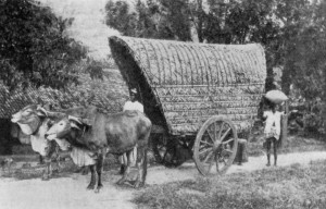 CARTING CACAO TO RAILWAY STATION, CEYLON.