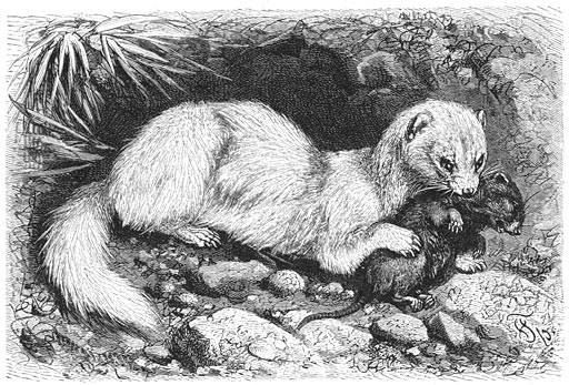 Fret (Putorius furo). &frac12; van de ware grootte.