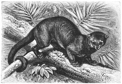 Rolstaartbeer (Cercoleptes caudivolvulus). &frac14; v. d. ware grootte.