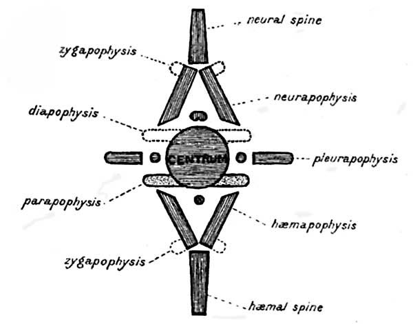 Ideal
Typical Vertebra. (After Owen.)