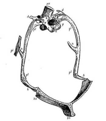  5.&mdash;Natural
Typical Vertebra; Thorax of a Bird. (After Owen.)