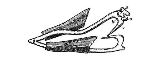 Fig.&nbsp;9.&mdash;Meckel's Cartilage and Ear-ossicles in Embryo of Pig.
(After Reichert.)