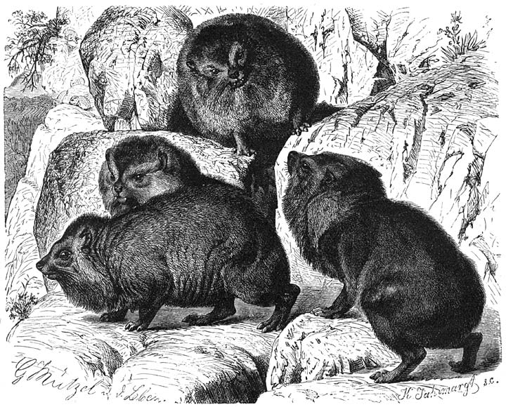 Aschkoko (Hyrax abyssinicus). &frac14; v.d. ware grootte.