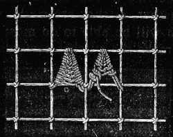 FIG. 649. POINTED SCALLOPS IN
BUTTON-HOLE STITCH.