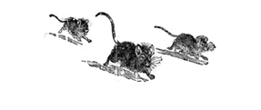 MICE