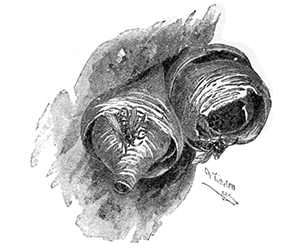 NEST OF WASPS