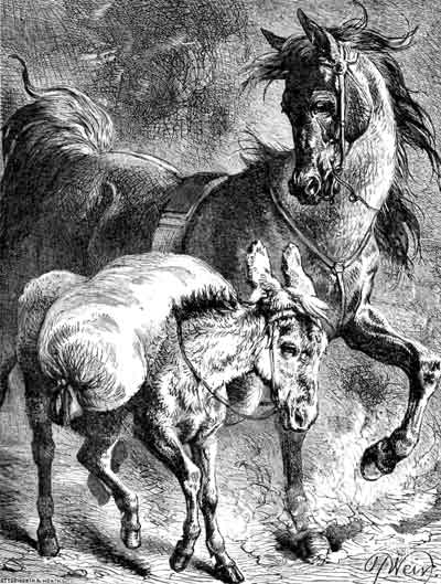 THE CHARGER AND THE ASS.