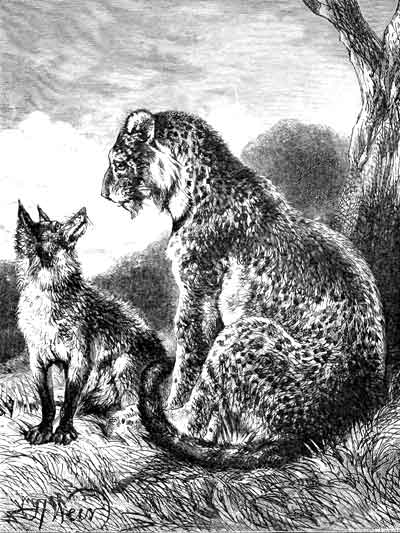 THE LEOPARD AND THE FOX.