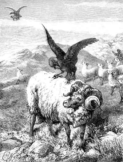 THE JACKDAW AND THE EAGLE.