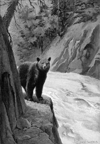 &ldquo;THERE AT A TURN IN THE PATH, NOT TEN YARDS AHEAD, STOOD A HUGE BEAR.&rdquo;