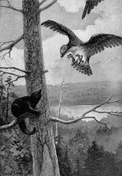 &ldquo;PRESENTLY THEY BEGAN TO SWOOP FIERCELY AT SOME ANIMAL&rdquo;