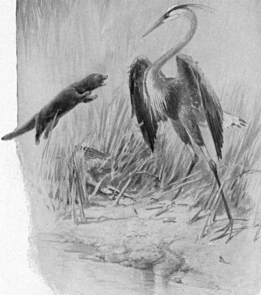 &ldquo;A DOZEN TIMES THE FISHER JUMPED, FILLING THE AIR WITH FEATHERS&rdquo;