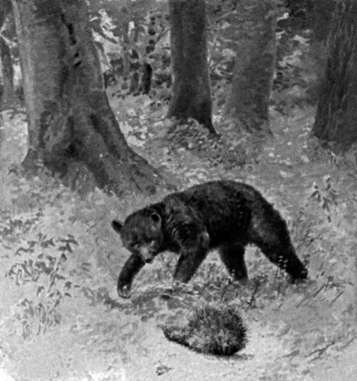 &ldquo;BOTHERS AND IRRITATES THE PORCUPINE BY FLIPPING EARTH AT HIM&rdquo;