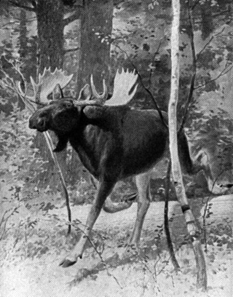 &ldquo;PLUNGING LIKE A GREAT ENGINE THROUGH UNDERBRUSH AND OVER WINDFALLS&rdquo;