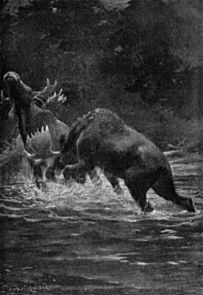 &ldquo;A MIGHTY SPRING OF HIS CROUCHING HAUNCHES FINISHED THE WORK&rdquo;