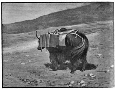 Yak with Cases of Scientific Instruments