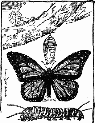 MONARCH BUTTERFLY "The Wanderer" in Three Stages: Cocoon, Caterpillar,
and Butterfly