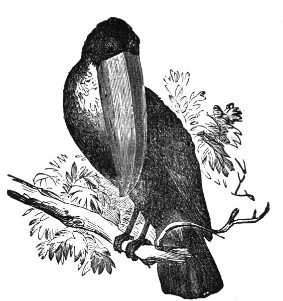 TOCO TOUCAN.