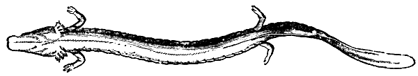 Fig. 1.&mdash;THE SEMI-BLIND SALAMANDER (PROTEUS ANGUINEUS) OF THE
ADELSBERG GROTTO, IN AUSTRIA.