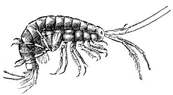 Fig. 8.&mdash;THE SAND FLEA (GAMMARUS PULEX).
