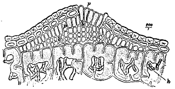 Fig. 33.&mdash;Vertical section through a very young &AElig;cidium of Peridermium
Pini (var. acicola)
