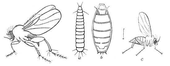 32. Phora and its Young.