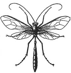 43. Parasite of the American Silk Worm.