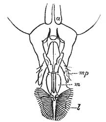 84. Mouth-parts of the House fly.