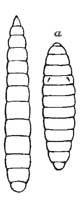 85. Larva; a, Pupa-case of House fly.