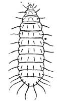 87. Larva of a Sargus-like fly