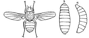 86. Willow Blister fly.