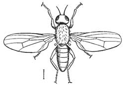 90. Parent of the Cheese Maggot.