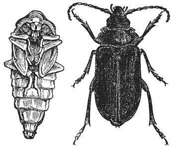 106. Broad-necked Prionus.