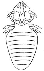 124. Louse of the Goat.