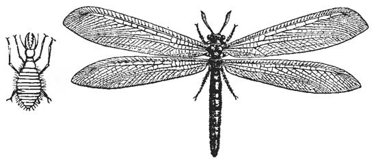 The Ant Lion and adult.