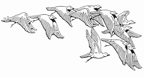 The Boy Who Knew
What The Birds Said