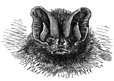 HEAD OF BARBASTELLE BAT.