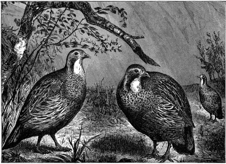 SOME BIRDS OF THE CAUCASUS. (See p. 121.)