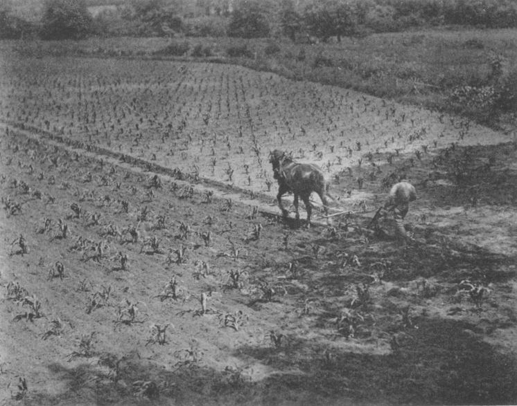 CULTIVATINGBy L. Pokras, Brooklyn, N. Y. Cultivating, By L. Pokras, Brooklyn, N. Y.
