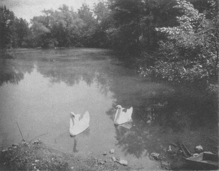 THE SWANSBy Jesse Tarbox Beals, New York City THE SWANS, By Jesse Tarbox Beals, New York City