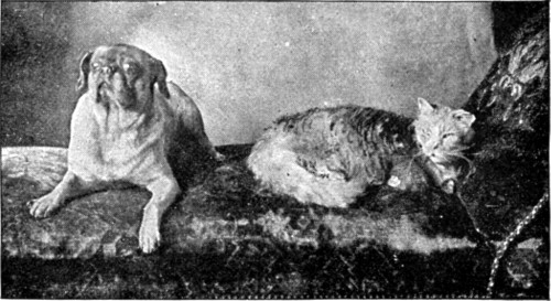 "GEORGE" AND "SULTAN."

From a Photo. by Elliott & Fry.