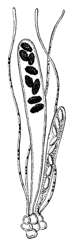 Fig. 66.